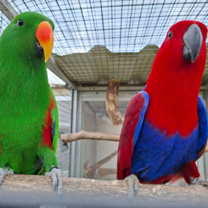 Jasper & Luna – Eclectus Parrot Pair | Rare, Hand-Raised & Social Companions