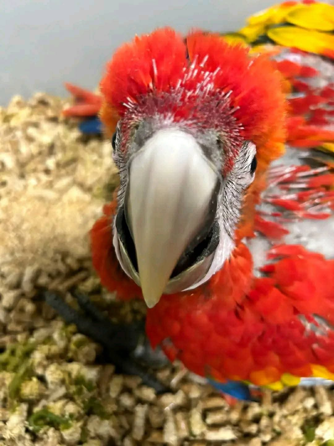 Flare – 3-Month-Old Male Baby Scarlet Macaw | Hand-Fed & Playful - Image 3