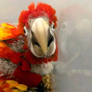 Flare – 3-Month-Old Male Baby Scarlet Macaw | Hand-Fed & Playful