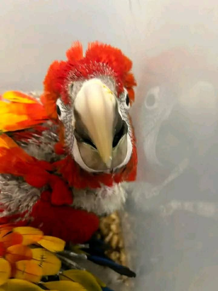Flare – 3-Month-Old Male Baby Scarlet Macaw | Hand-Fed & Playful