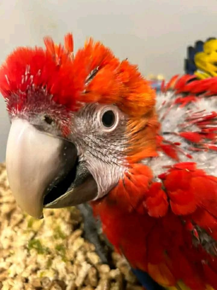 Flare – 3-Month-Old Male Baby Scarlet Macaw | Hand-Fed & Playful - Image 2