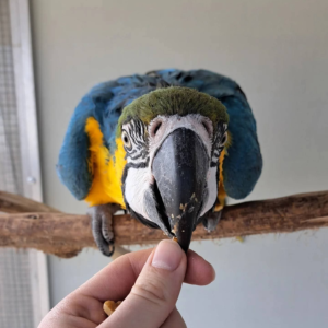 Celeste – 9-Month-Old Female Blue-and-Gold Macaw | Hand-Fed & Playful
