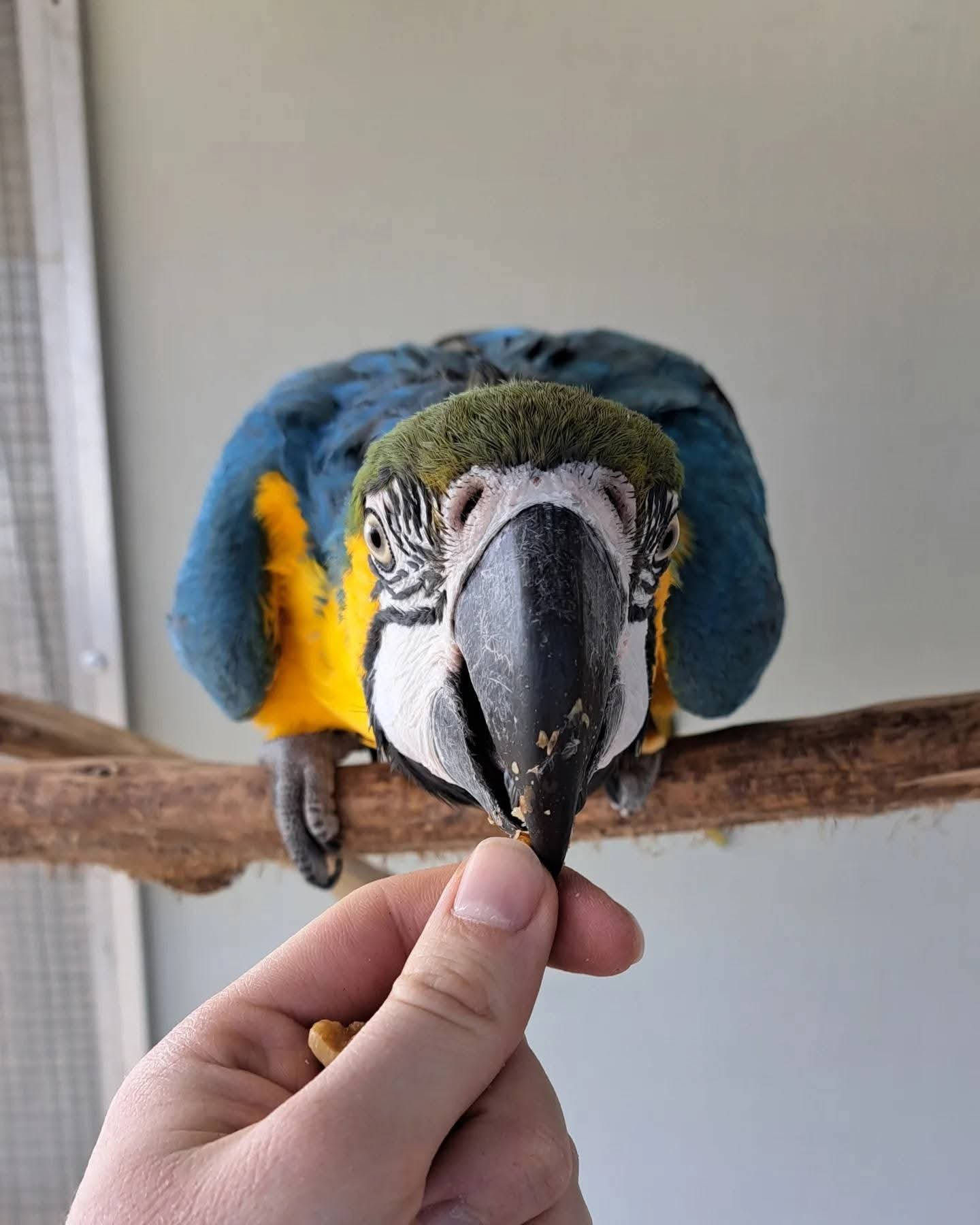 Celeste – 9-Month-Old Female Blue-and-Gold Macaw | Hand-Fed & Playful
