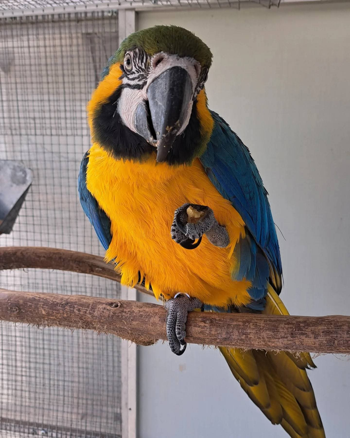 Celeste – 9-Month-Old Female Blue-and-Gold Macaw | Hand-Fed & Playful - Image 3
