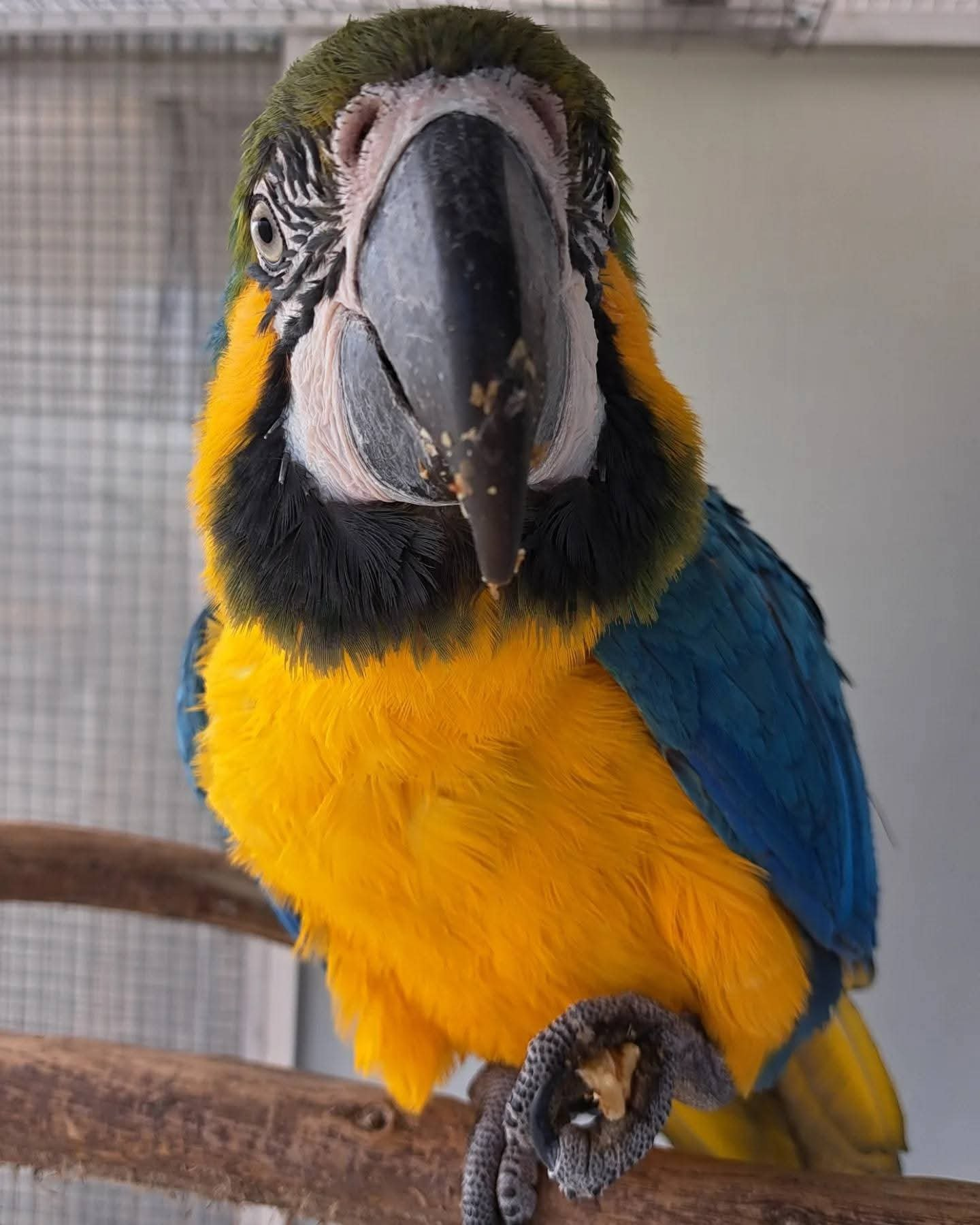 Celeste – 9-Month-Old Female Blue-and-Gold Macaw | Hand-Fed & Playful - Image 2