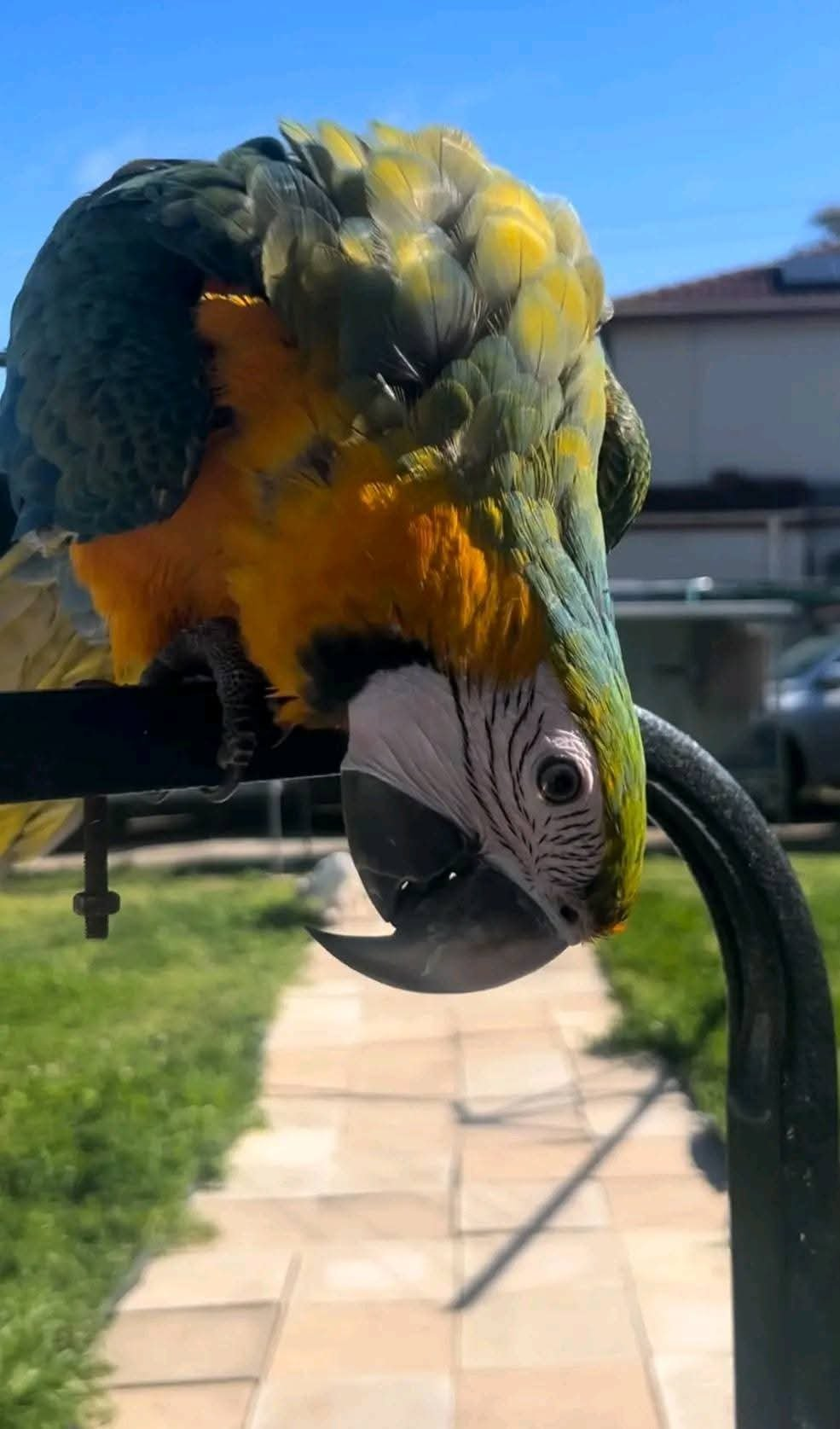 Saffira – 1-Year-Old Female Blue-and-Gold Macaw | Playful & Social - Image 3