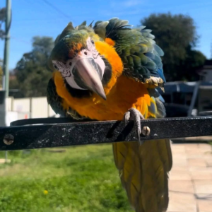 Saffira – 1-Year-Old Female Blue-and-Gold Macaw | Playful & Social