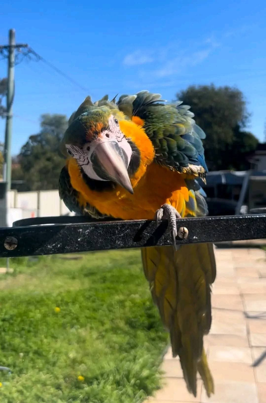 Saffira – 1-Year-Old Female Blue-and-Gold Macaw | Playful & Social