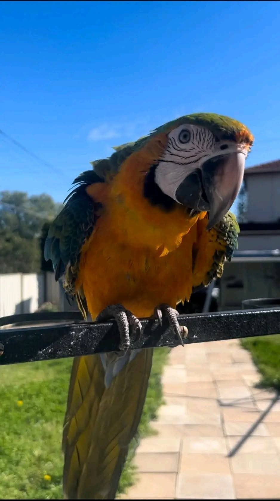 Saffira – 1-Year-Old Female Blue-and-Gold Macaw | Playful & Social - Image 2