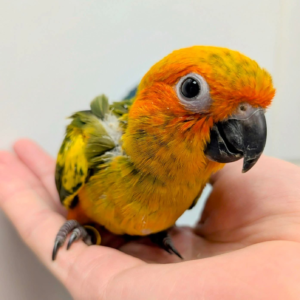 Peaches – 4-Month-Old Baby Female Sun Conure | Hand-Fed & Super Sweet