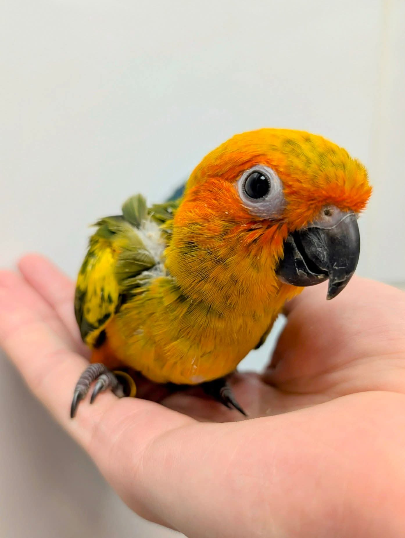 Peaches – 4-Month-Old Baby Female Sun Conure | Hand-Fed & Super Sweet