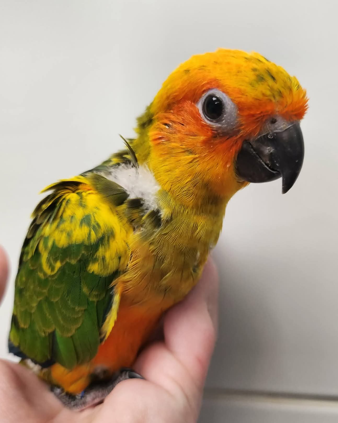 Peaches – 4-Month-Old Baby Female Sun Conure | Hand-Fed & Super Sweet - Image 2