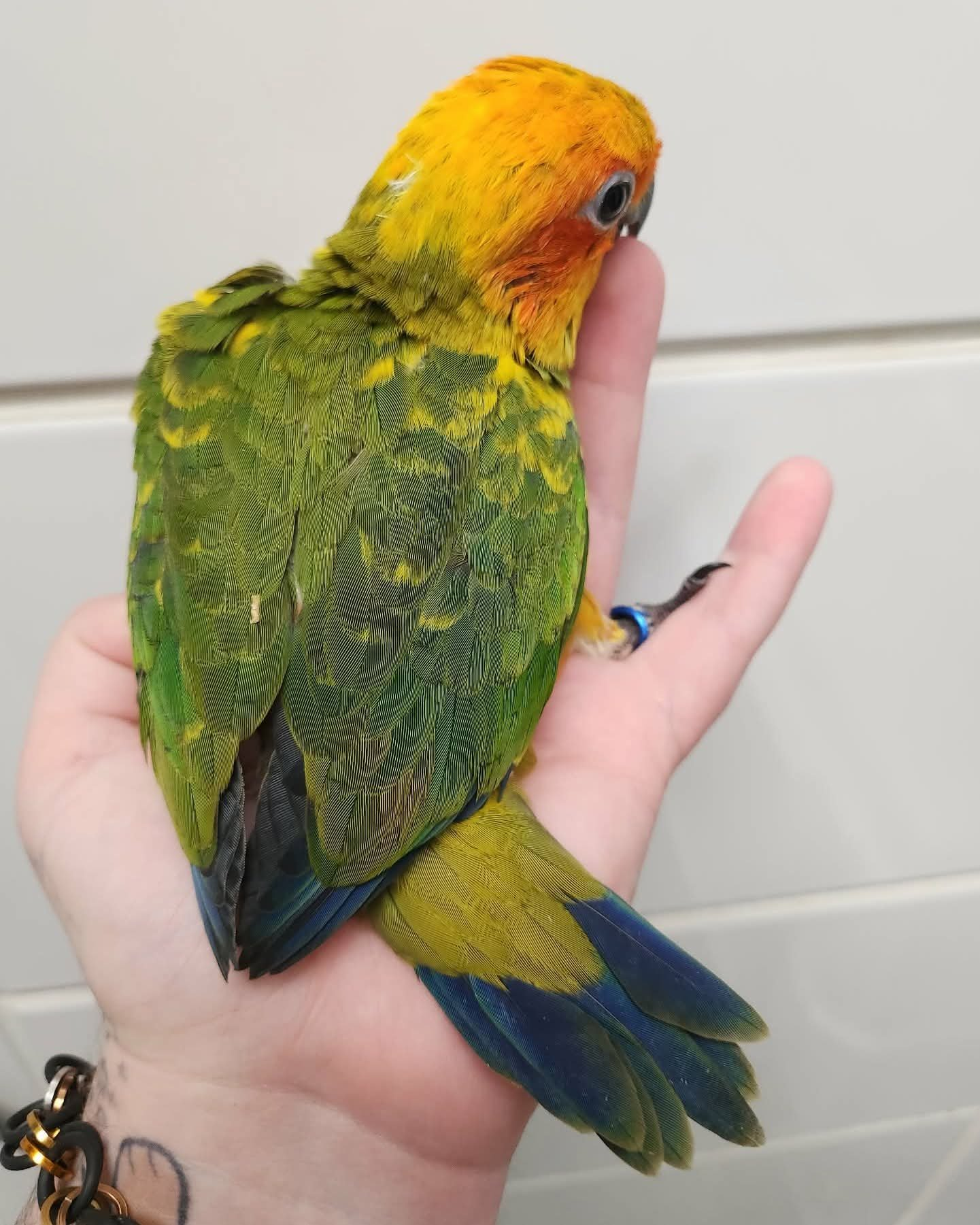 Peaches – 4-Month-Old Baby Female Sun Conure | Hand-Fed & Super Sweet - Image 3