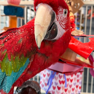 Ares – 5-Year-Old Male Green-Winged Macaw | Majestic & Intelligent Companion