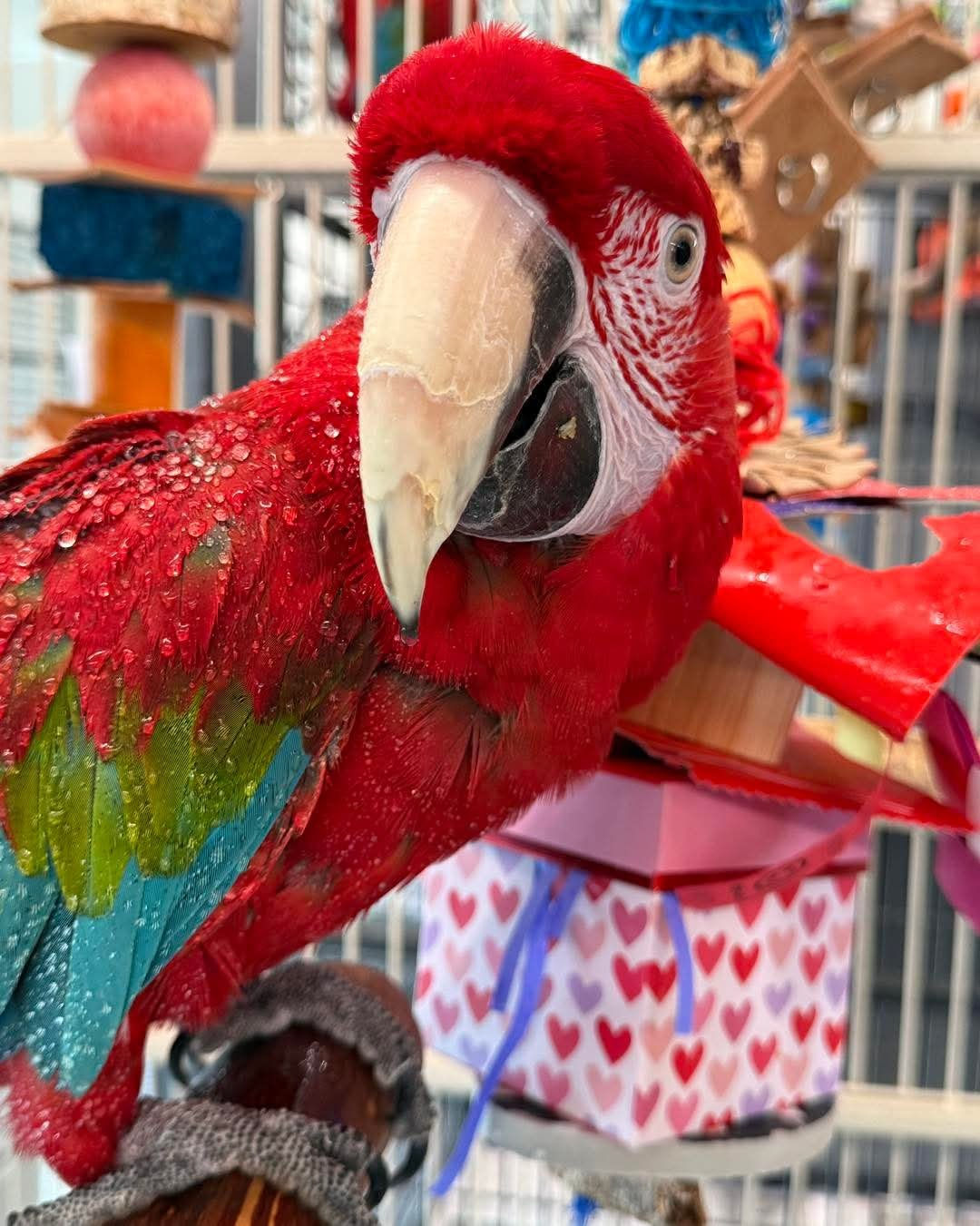 Ares – 5-Year-Old Male Green-Winged Macaw | Majestic & Intelligent Companion