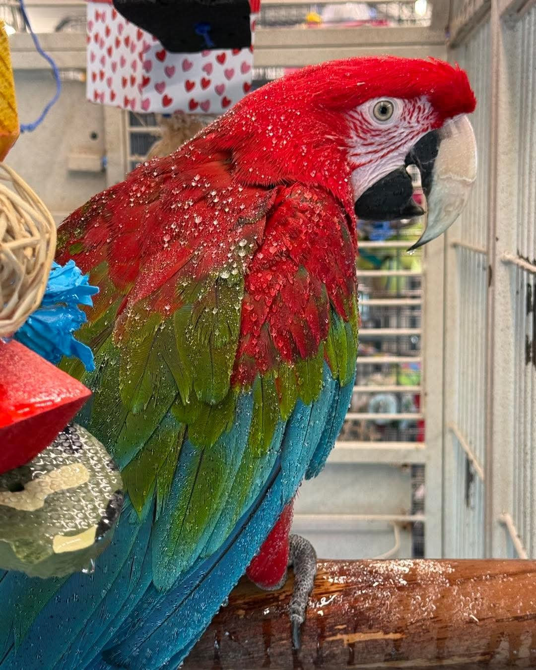 Ares – 5-Year-Old Male Green-Winged Macaw | Majestic & Intelligent Companion - Image 3