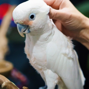 Milo – 1 Year 6 Weeks Old Male Goffin Cockatoo | Smart & Playful Companion