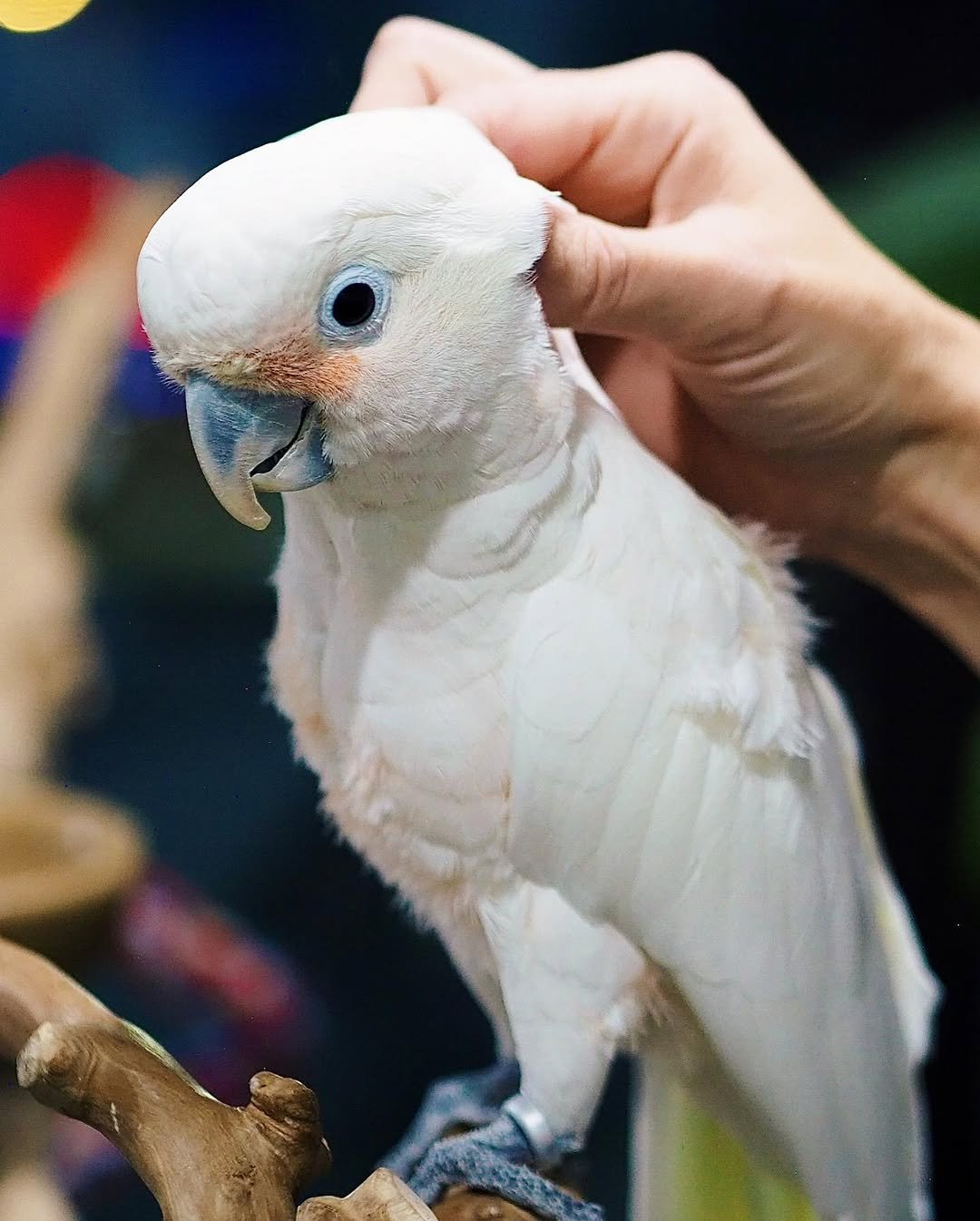 Milo – 1 Year 6 Weeks Old Male Goffin Cockatoo | Smart & Playful Companion