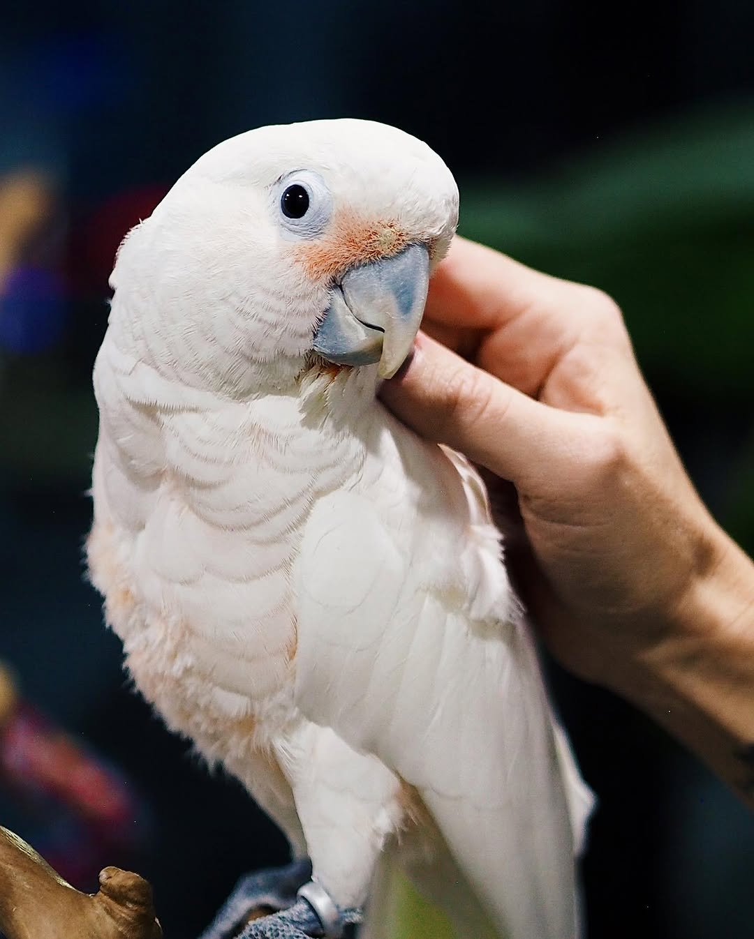 Milo – 1 Year 6 Weeks Old Male Goffin Cockatoo | Smart & Playful Companion - Image 2