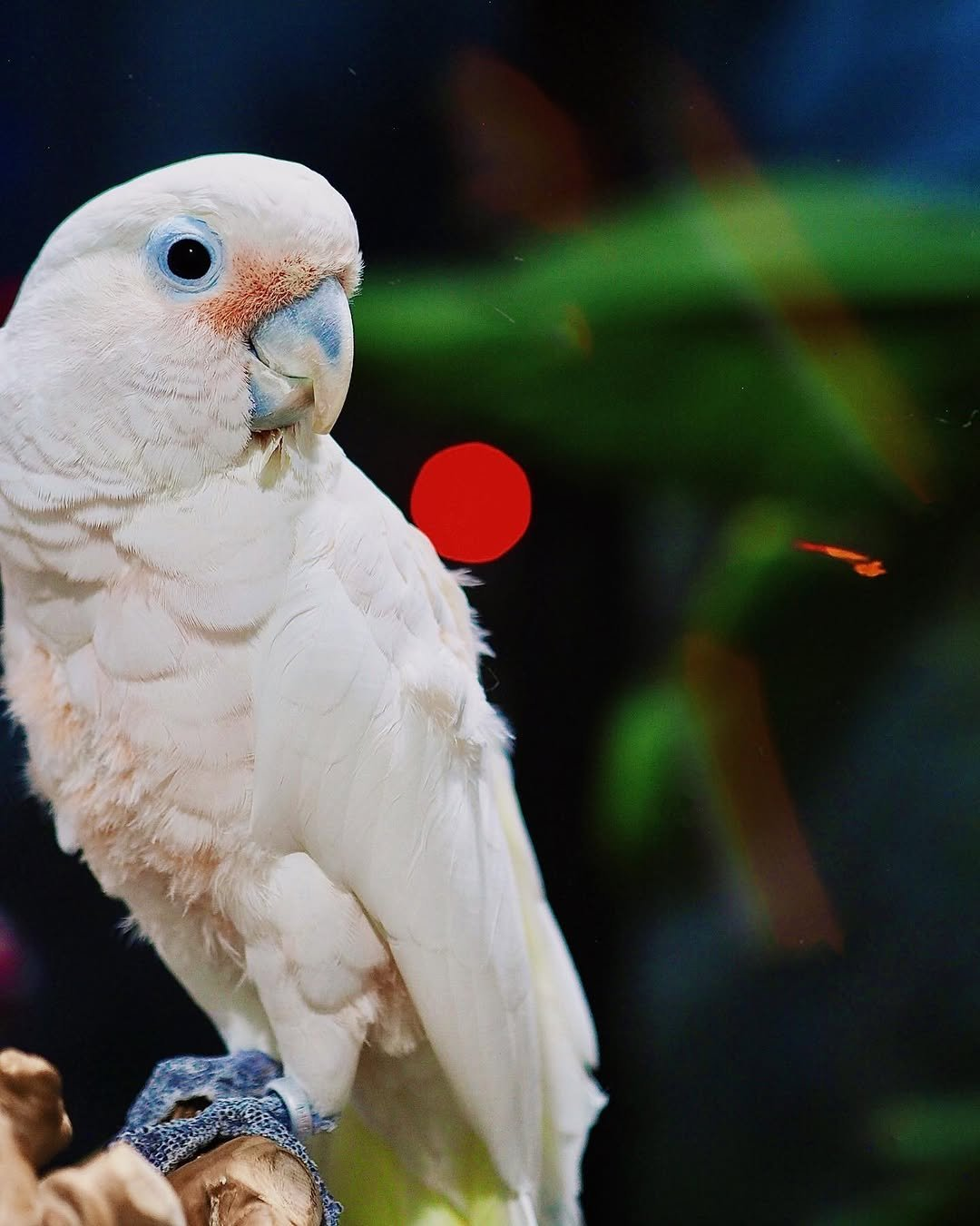 Milo – 1 Year 6 Weeks Old Male Goffin Cockatoo | Smart & Playful Companion - Image 3