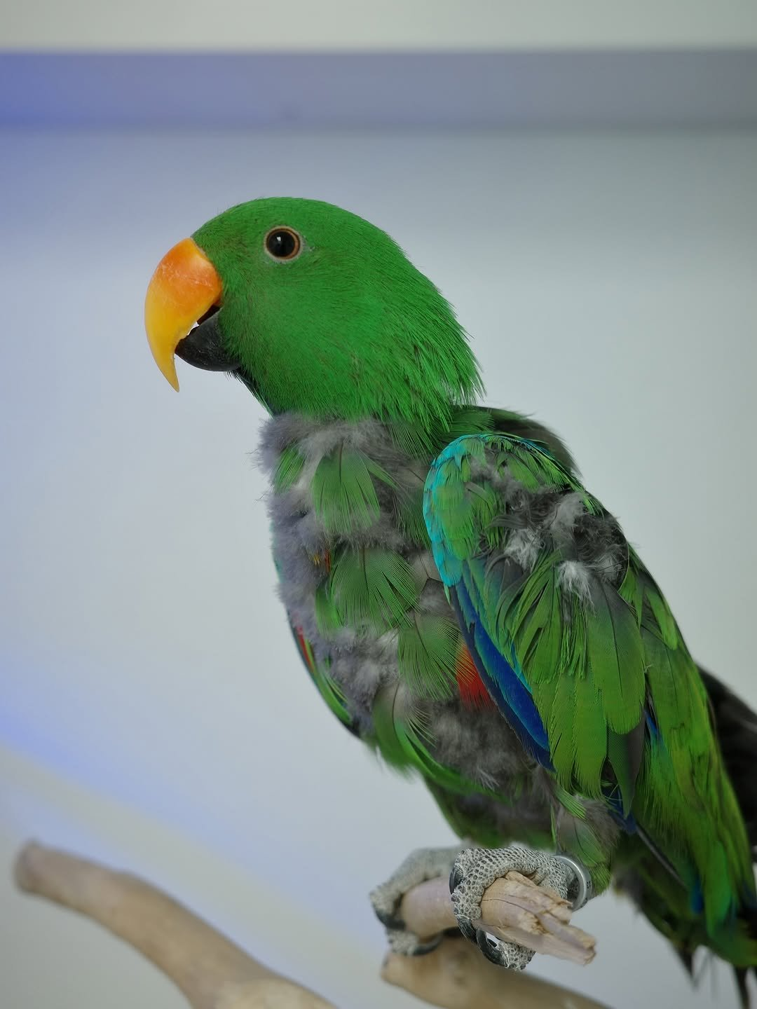 Tango – 1-Year-Old Male Eclectus Parrot | Playful & Intelligent Companion - Image 3