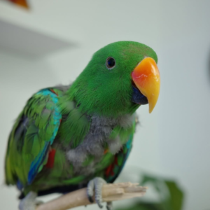 Tango – 1-Year-Old Male Eclectus Parrot | Playful & Intelligent Companion