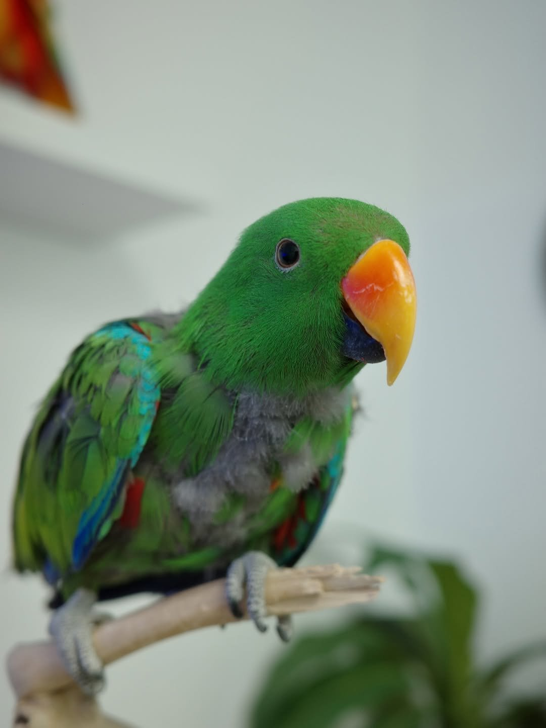 Tango – 1-Year-Old Male Eclectus Parrot | Playful & Intelligent Companion