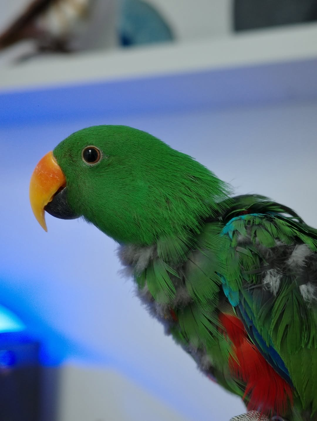 Tango – 1-Year-Old Male Eclectus Parrot | Playful & Intelligent Companion - Image 2
