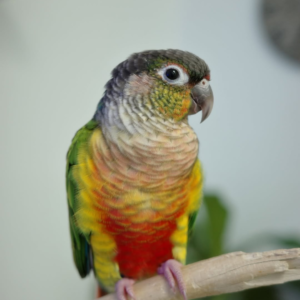 Kaleo – 1-Year-Old Male Green-Cheek Conure | Hand-Raised Playful Companion