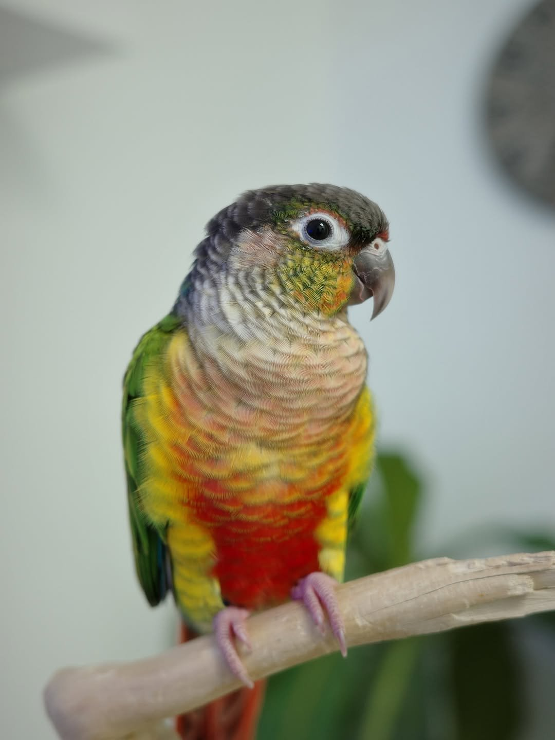 Kaleo – 1-Year-Old Male Green-Cheek Conure | Hand-Raised Playful Companion