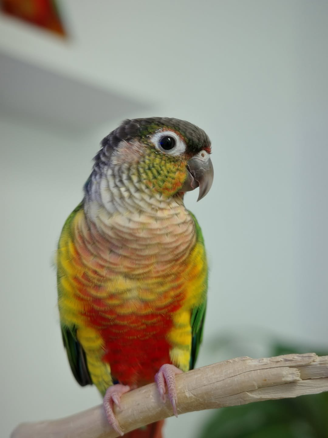 Kaleo – 1-Year-Old Male Green-Cheek Conure | Hand-Raised Playful Companion - Image 2