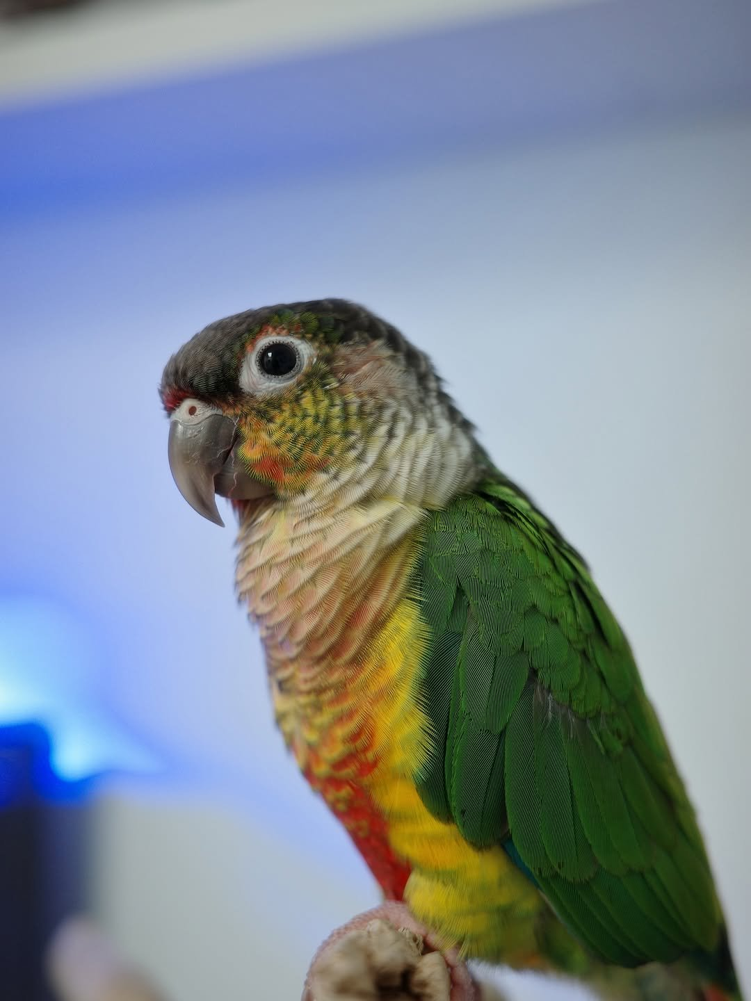 Kaleo – 1-Year-Old Male Green-Cheek Conure | Hand-Raised Playful Companion - Image 3