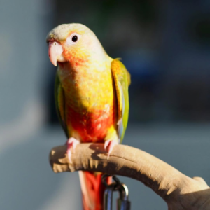Coco – 10-Month-Old Female Pineapple Conure | Playful & Affectionate Companion
