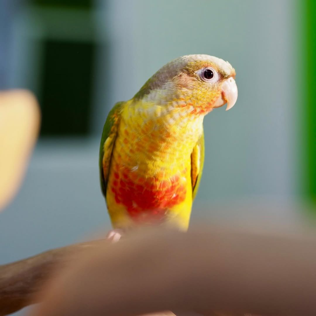 Coco – 10-Month-Old Female Pineapple Conure | Playful & Affectionate Companion - Image 2