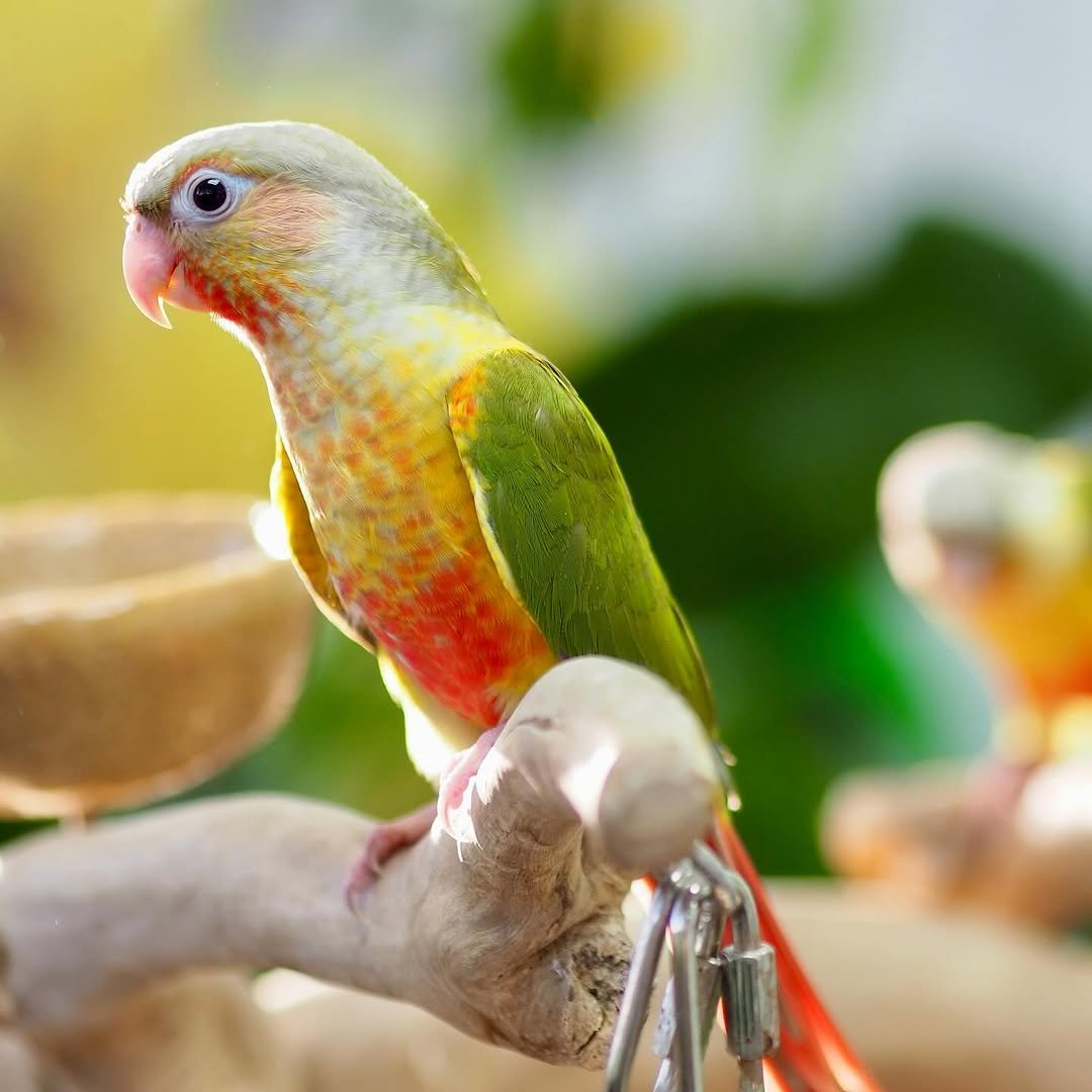 Coco – 10-Month-Old Female Pineapple Conure | Playful & Affectionate Companion - Image 3