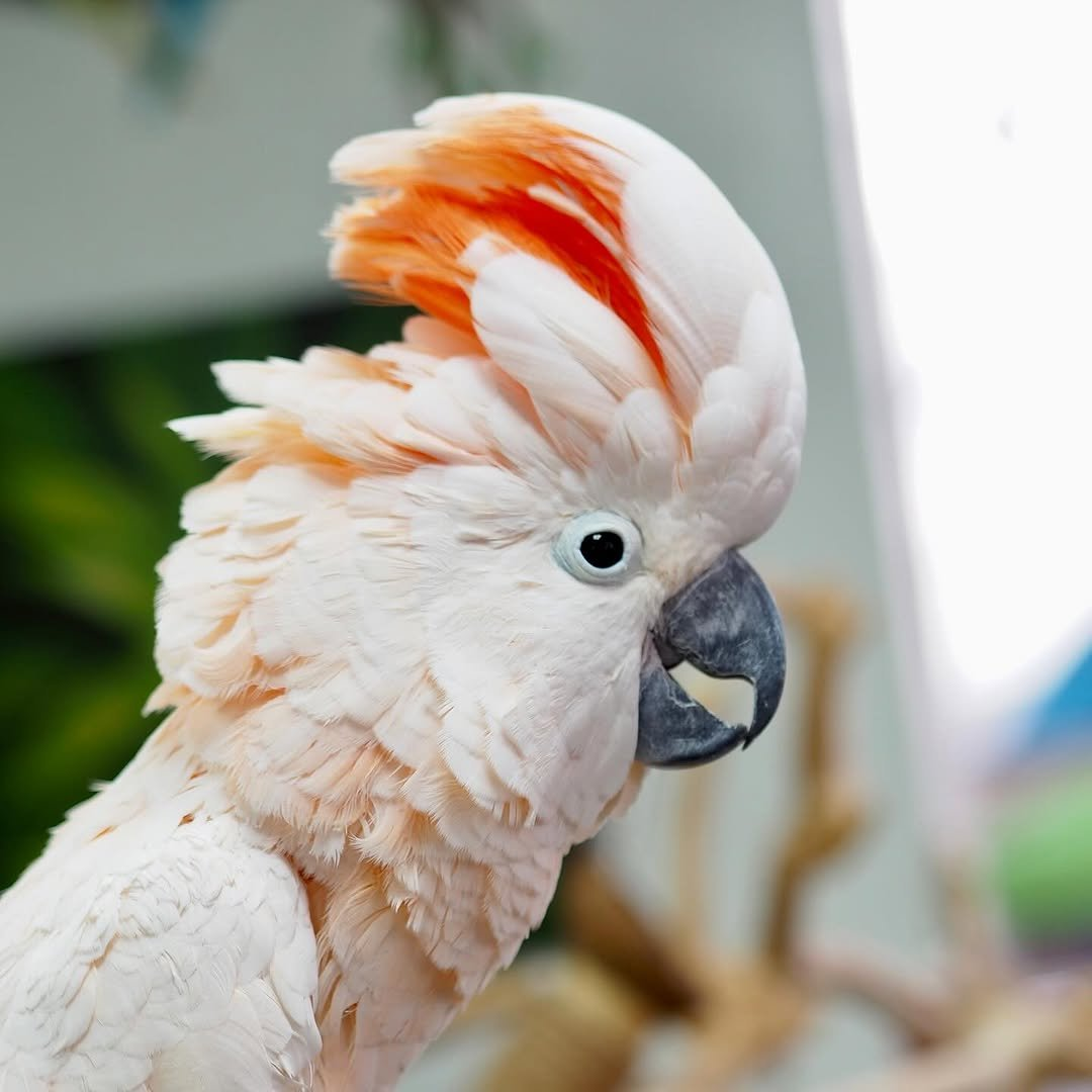 Rosabella – 3-Year-Old Female Salmon-Crested Cockatoo | Elegant Hand-Raised Companion - Image 2