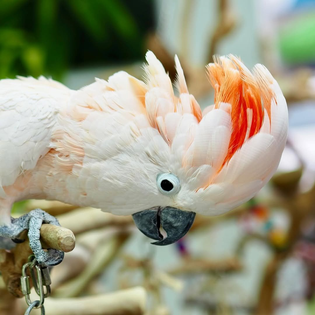 Rosabella – 3-Year-Old Female Salmon-Crested Cockatoo | Elegant Hand-Raised Companion - Image 3