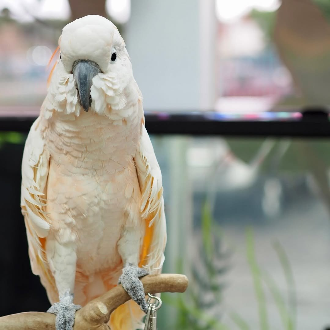 Rosabella – 3-Year-Old Female Salmon-Crested Cockatoo | Elegant Hand-Raised Companion
