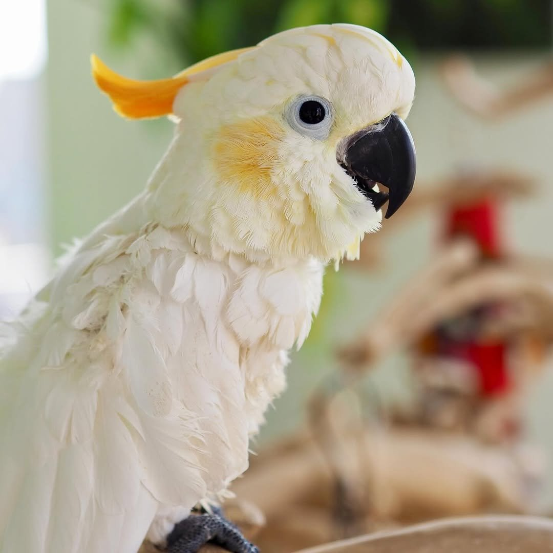 Bobby – 12-Year-Old Male Yellow-Crested Cockatoo | Experienced & Devoted Companion - Image 2