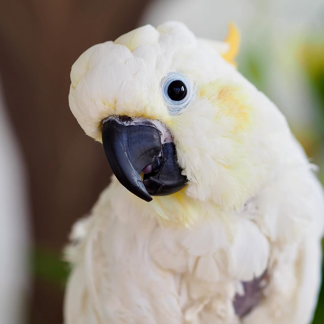 Bobby – 12-Year-Old Male Yellow-Crested Cockatoo | Experienced & Devoted Companion - Image 3