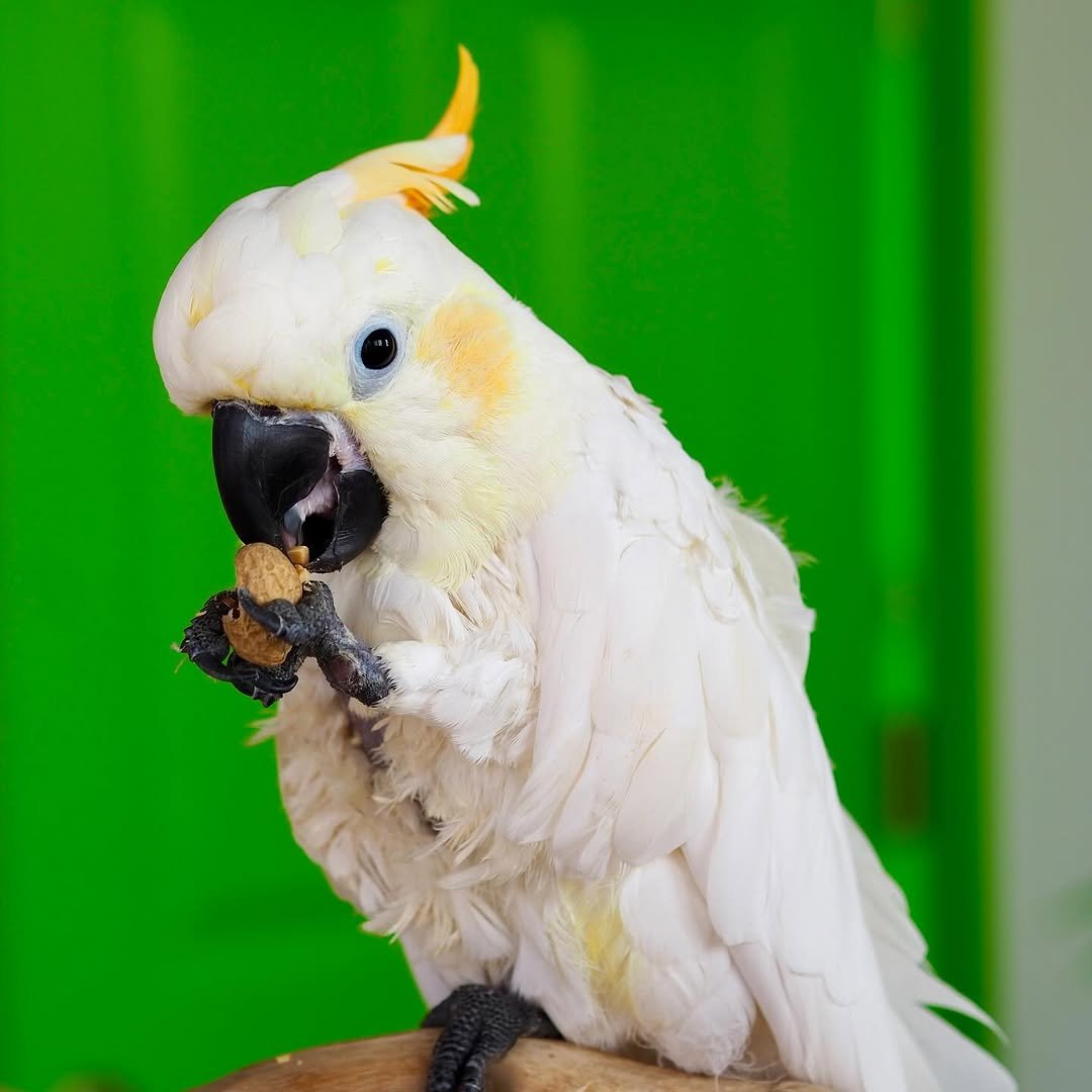 Bobby – 12-Year-Old Male Yellow-Crested Cockatoo | Experienced & Devoted Companion