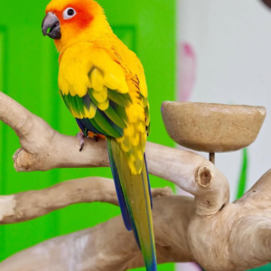 Marigold – 3-Year-Old Female Sun Conure | Confident & Affectionate Companion