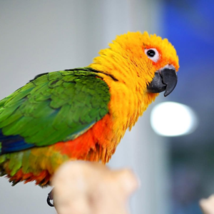 Lola – 8-Month-Old Female Jenday Conure | Hand-Raised Playful Companion