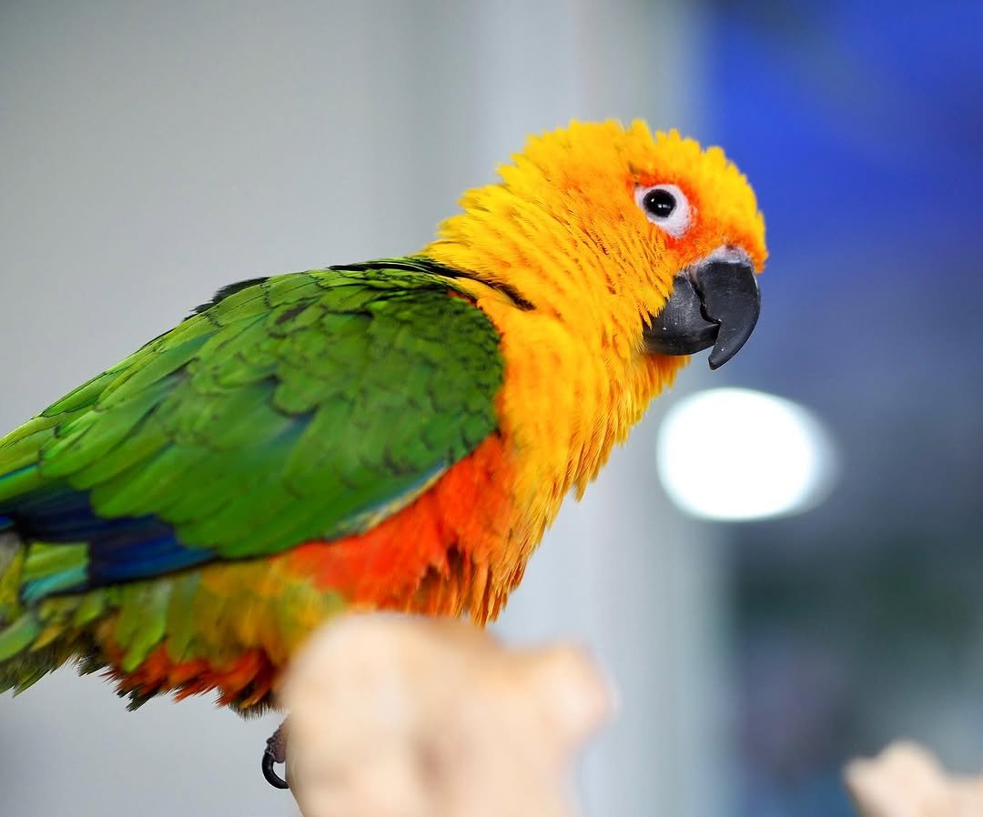 Lola – 8-Month-Old Female Jenday Conure | Hand-Raised Playful Companion
