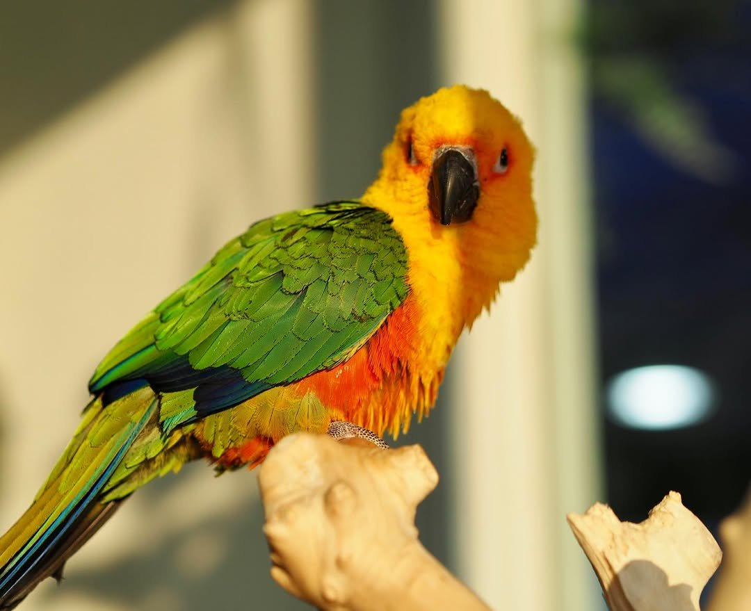 Lola – 8-Month-Old Female Jenday Conure | Hand-Raised Playful Companion - Image 2