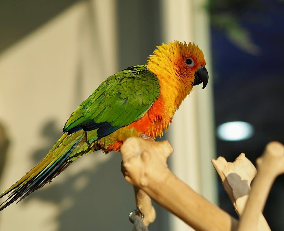 Lola – 8-Month-Old Female Jenday Conure | Hand-Raised Playful Companion - Image 3