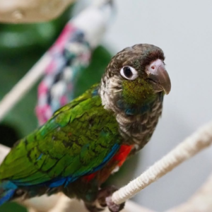 Ruby – 8-Month-Old Female Crimson-Bellied Conure | Playful and Social Companion