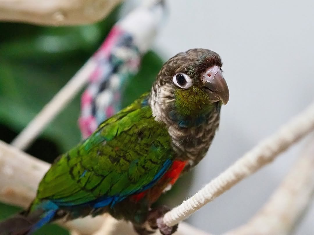 Ruby – 8-Month-Old Female Crimson-Bellied Conure | Playful and Social Companion