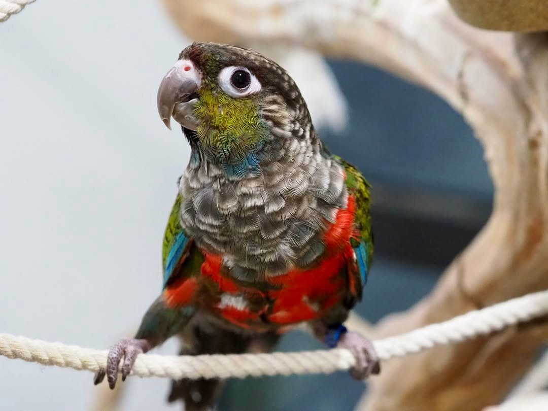 Ruby – 8-Month-Old Female Crimson-Bellied Conure | Playful and Social Companion - Image 2