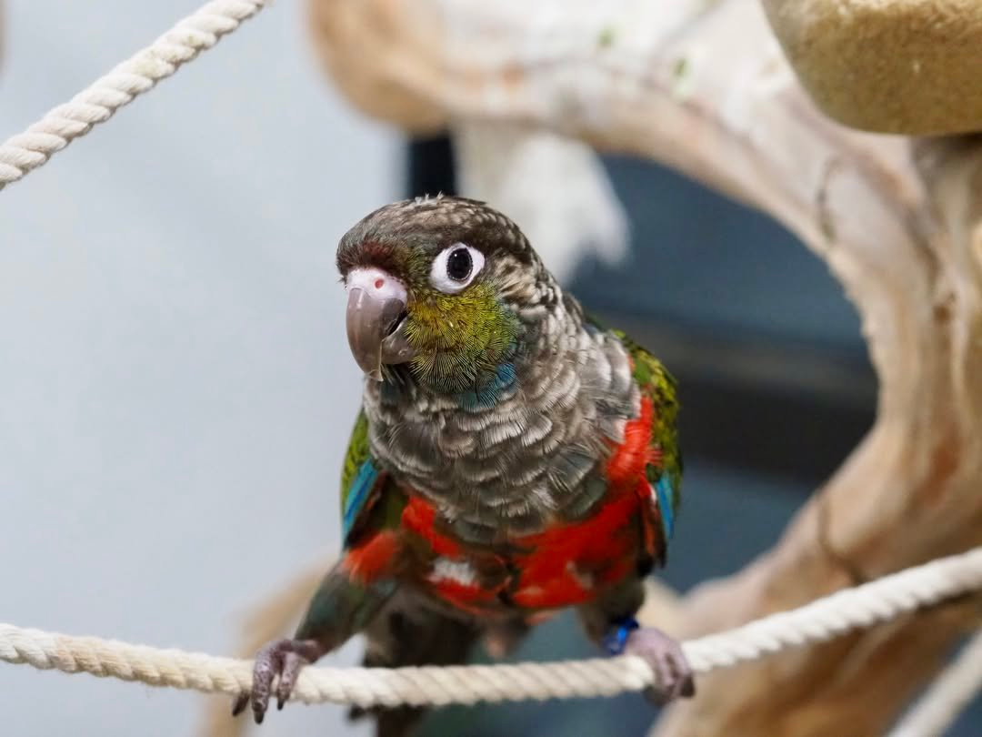 Ruby – 8-Month-Old Female Crimson-Bellied Conure | Playful and Social Companion - Image 3